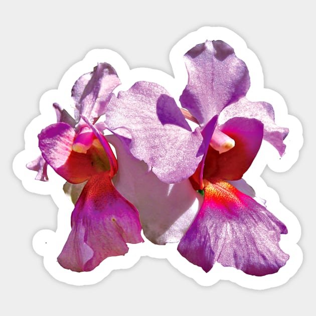 Pink Orchids Sticker by SusanSavad